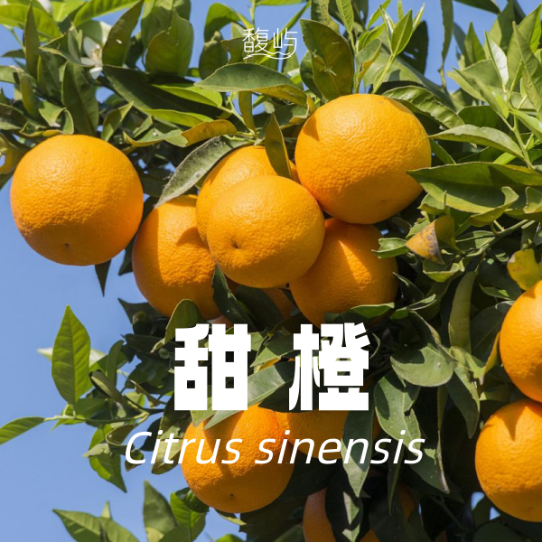 甜橙