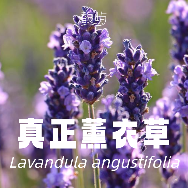 真正薰衣草
